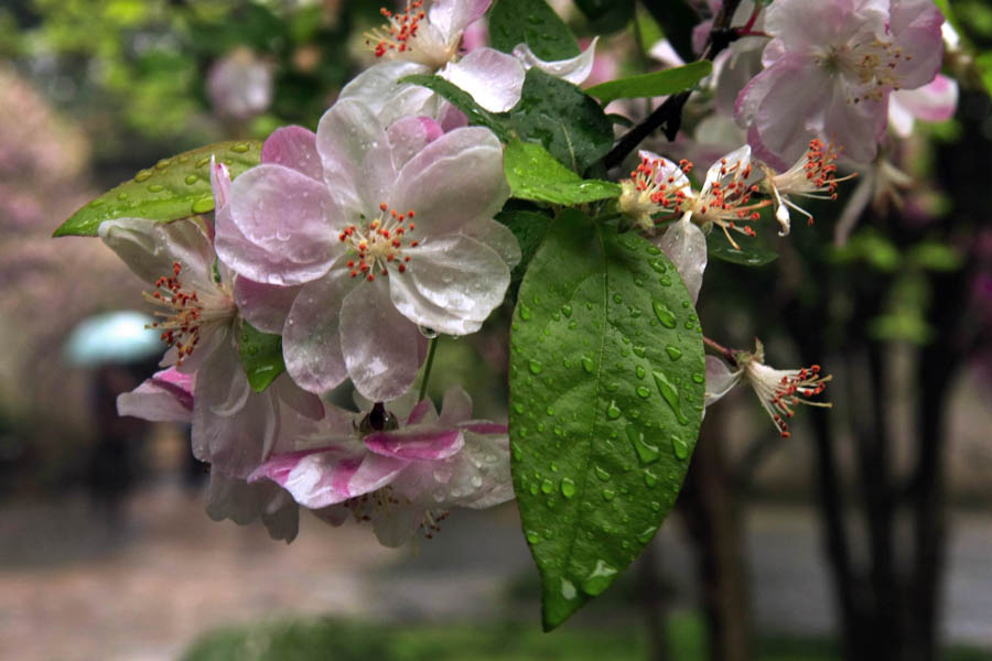 雨花 摄影 赋欲