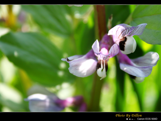 豆花 摄影 YLDING