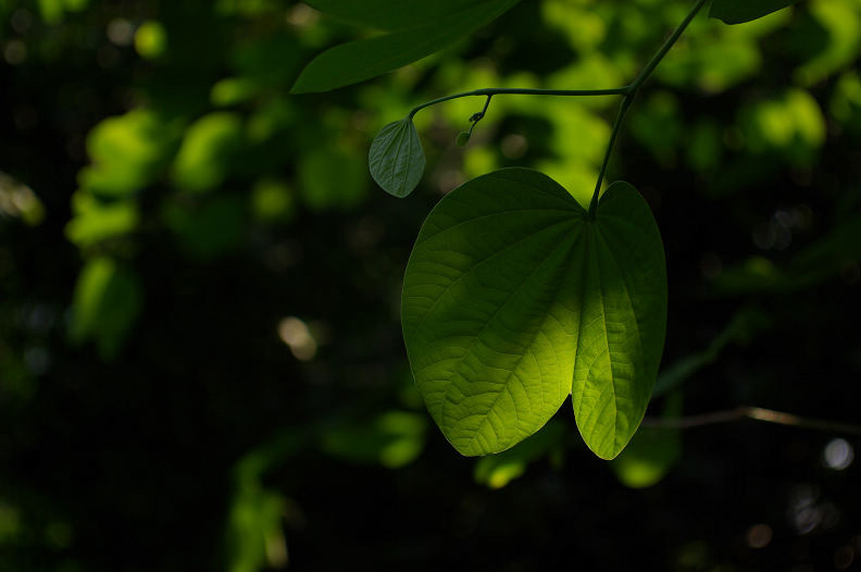 绿叶 摄影 秋雨寒风