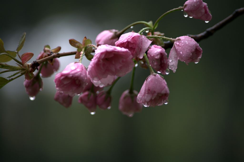 雨中拍花4 摄影 雨夜孤雁