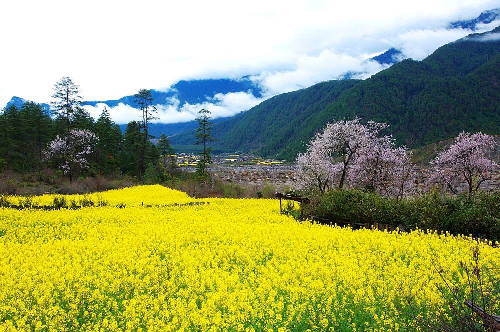 春色满园 摄影 渐天如水