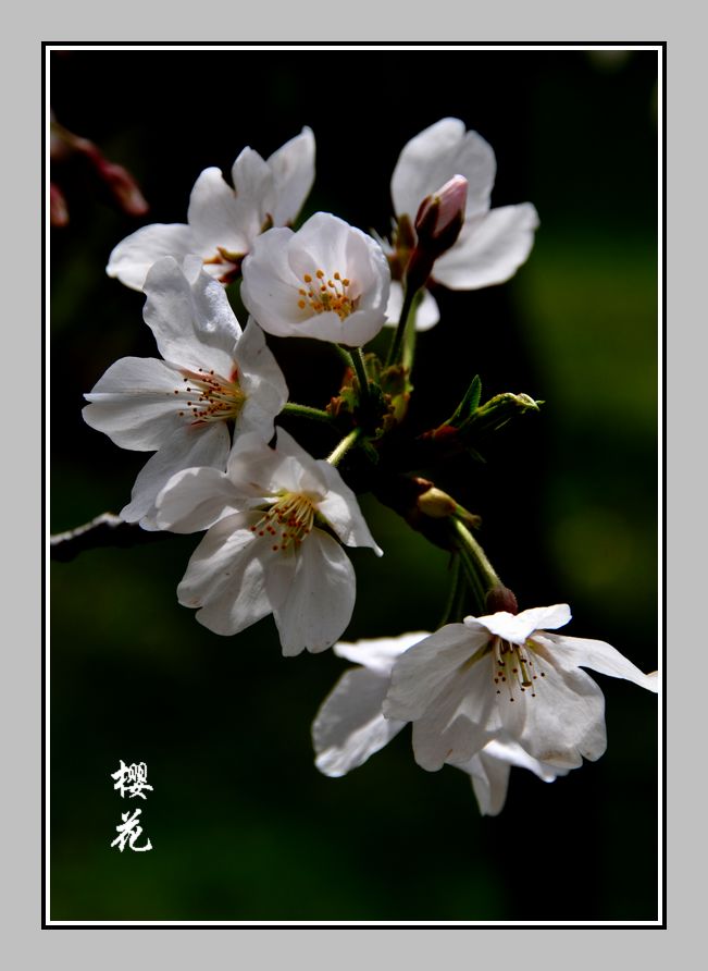 春·花 摄影 梅里雪山