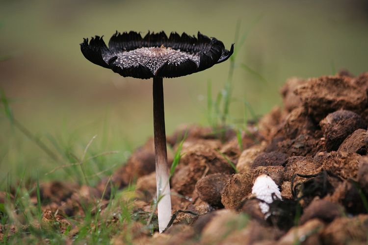 雨后 摄影 列等兵