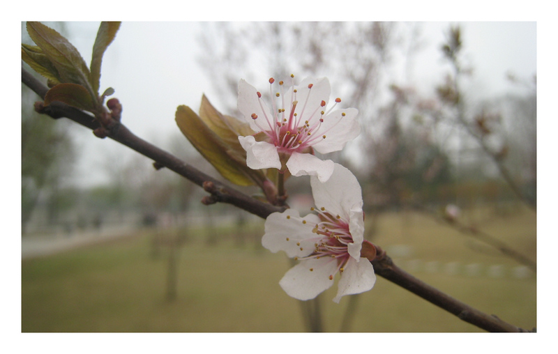 微距——桃花3 摄影 雨林木风