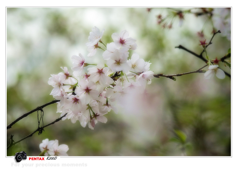 烂漫樱花 摄影 hooloo