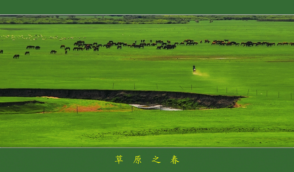 草原之春(四) 摄影 诺茹