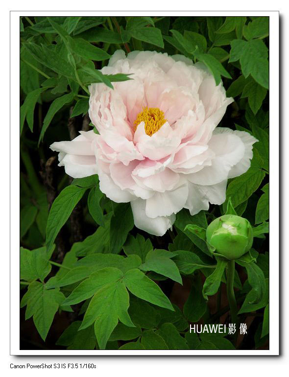 牡丹 摄影 HUAWEI