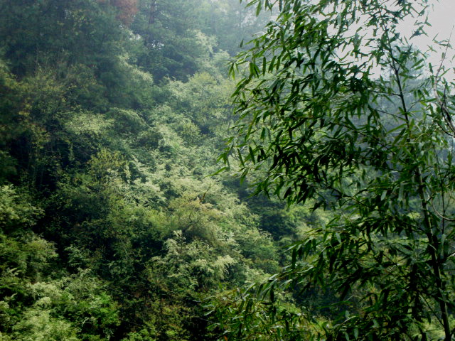 山花烂漫 摄影 寒心