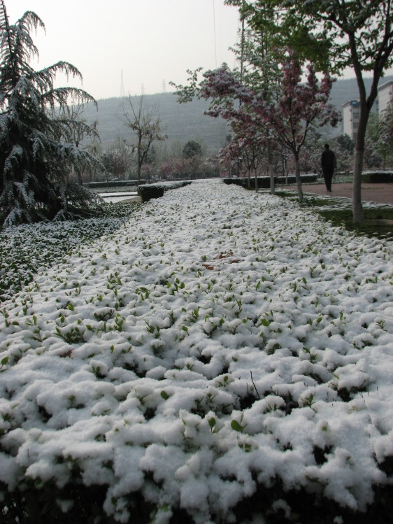 今日雪景 摄影 xiaoping