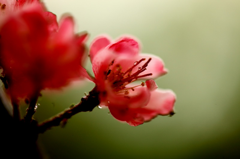 花想容 摄影 安东浪子