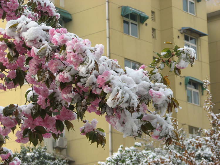 今日拍雪 摄影 xiaoping