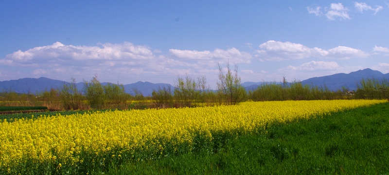 油菜花 摄影 duoji