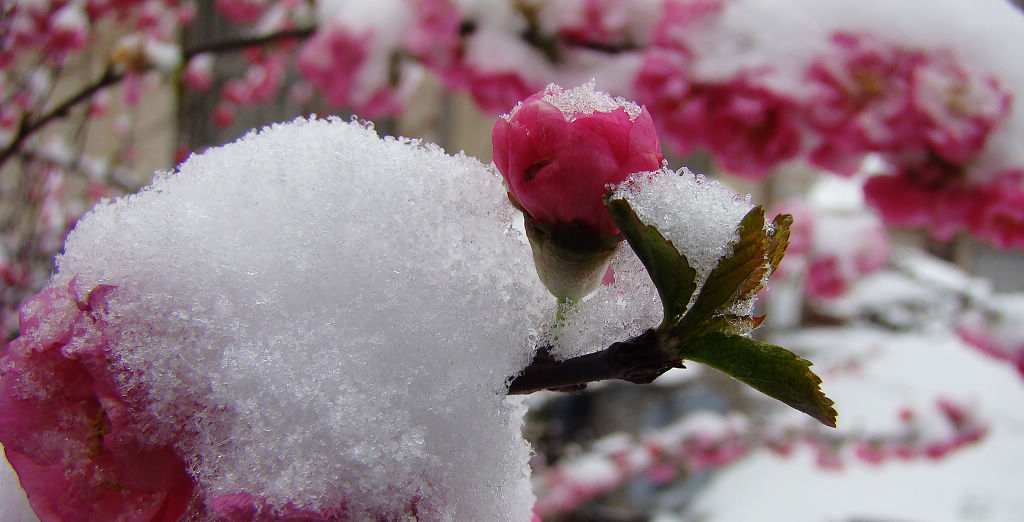 雪·花 摄影 子午山翁