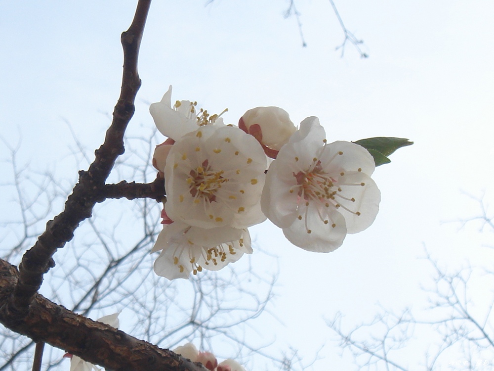 空中杏花 摄影 胡俊中