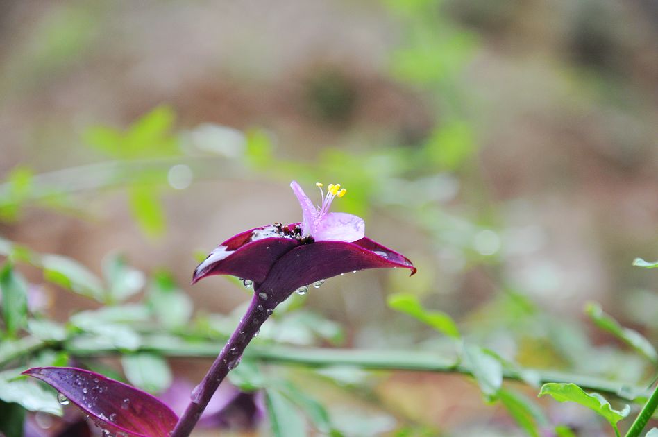 野花沐雨 摄影 新手入行