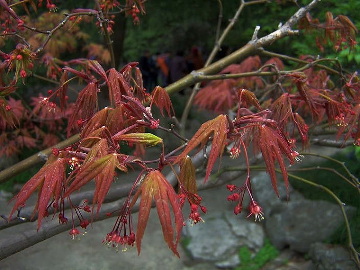 楓樹花開 摄影 老瞿