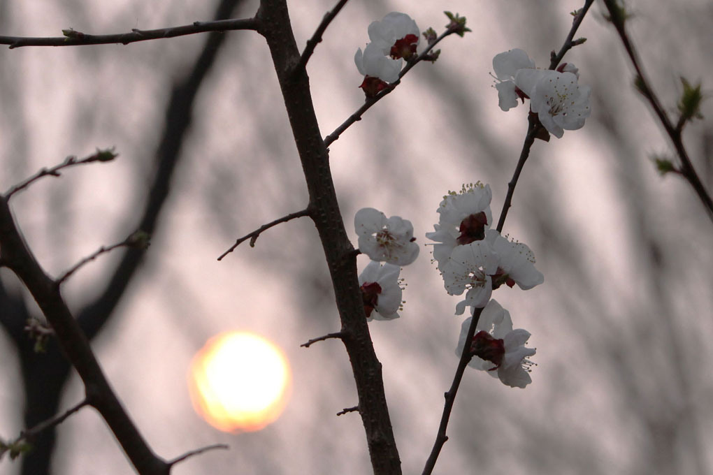 夕映桃花 摄影 找老裴