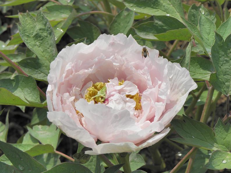 蜂・花 摄影 贪玩的蝴蝶