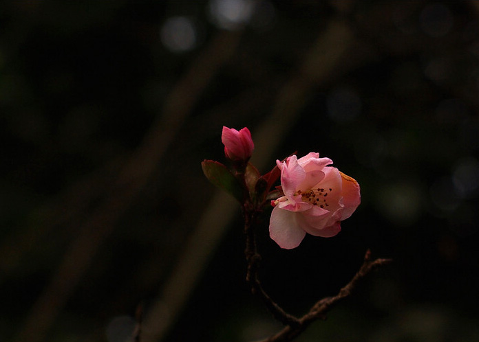 无名花 摄影 秋雨寒风