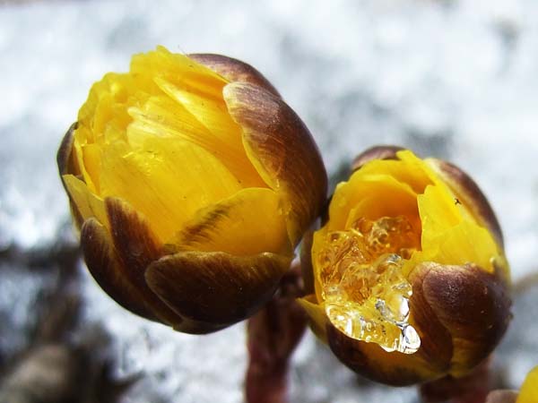 冰凌花 摄影 寒疆雪