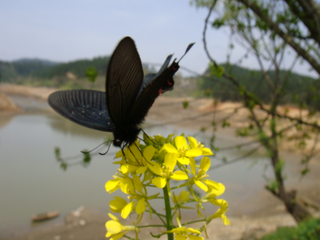 碟恋菜花 摄影 黄海山