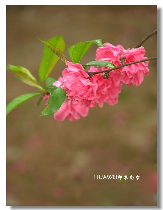 碧桃 摄影 HUAWEI