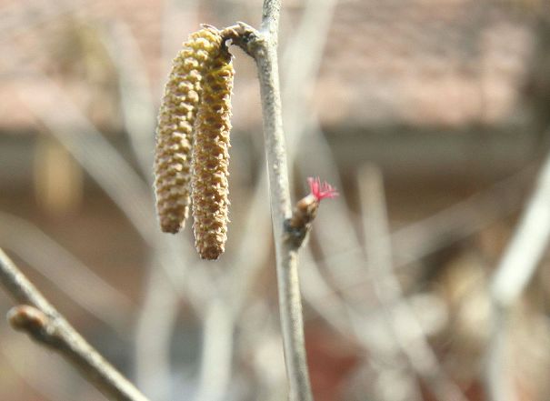 榛子花芽 摄影 lioulanghan