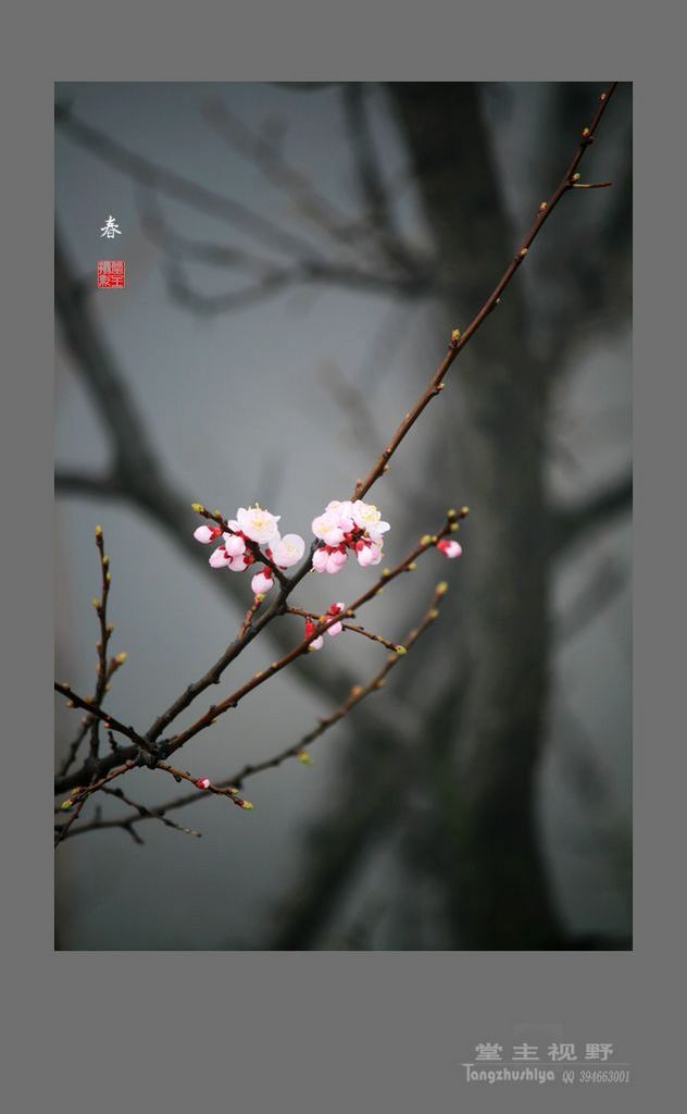 太行春色 摄影 牧野樵夫