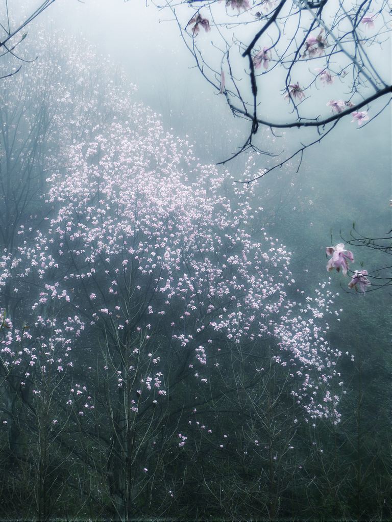 一帘春梦 摄影 菲雨