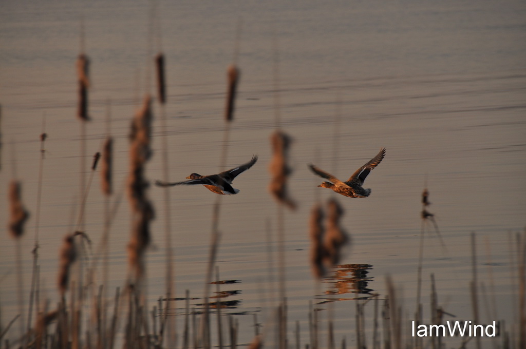 双飞 摄影 IamWind