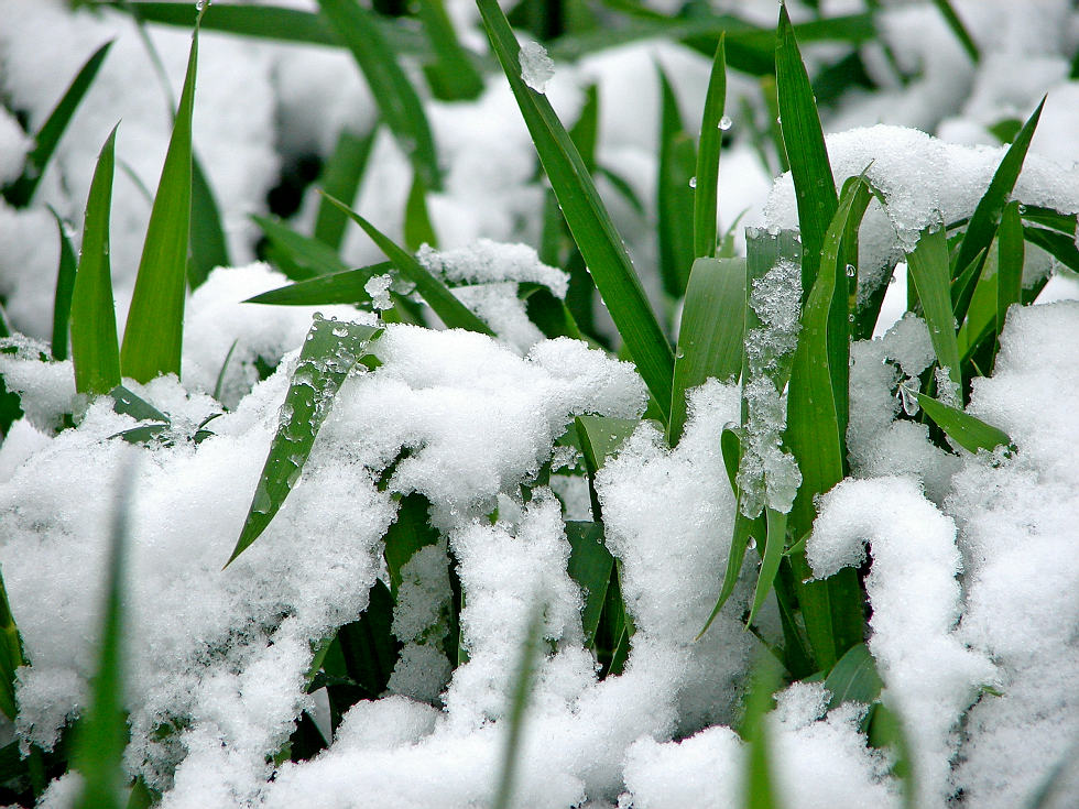 四月飞雪-3 摄影 想乐