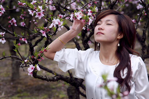 人面桃花 摄影 清筝女乔