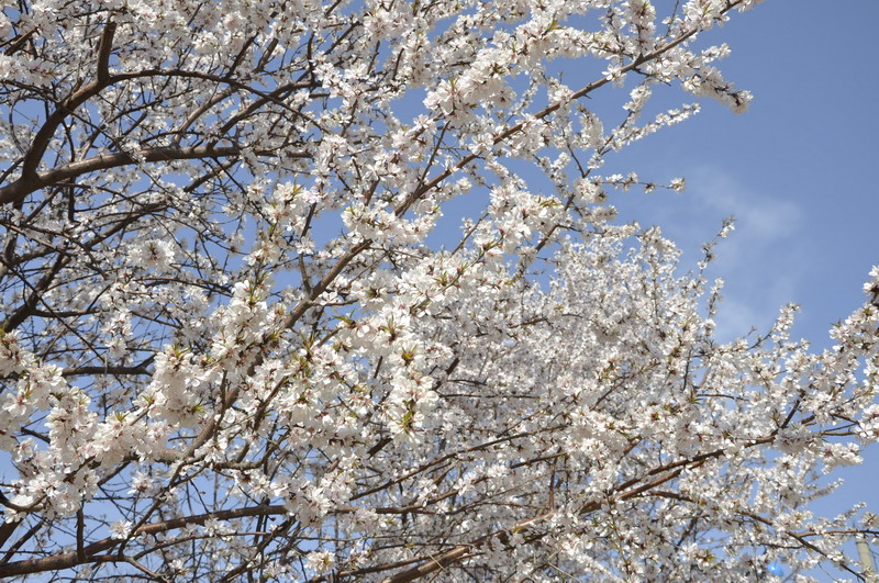 山桃花 摄影 快乐独行侠