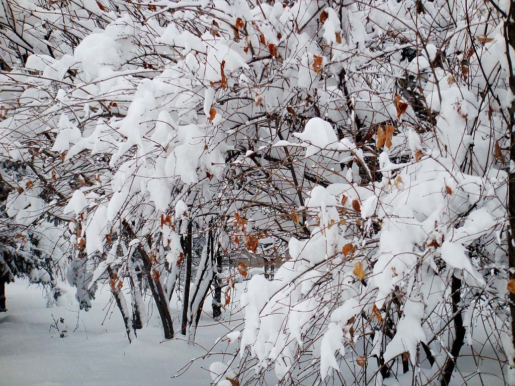 雪绒花 摄影 冰城金达莱