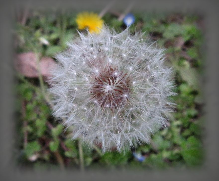 不知名花草 摄影 鴻雁