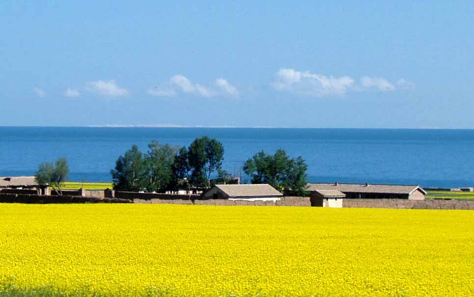 青海湖之春 摄影 西部山石