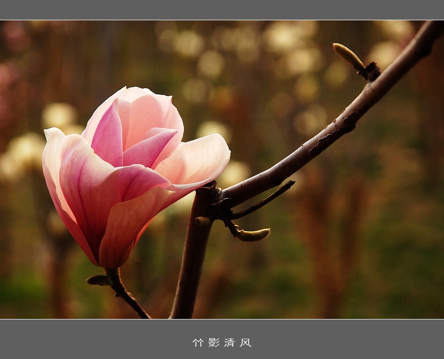 玉兰花 摄影 竹影清风