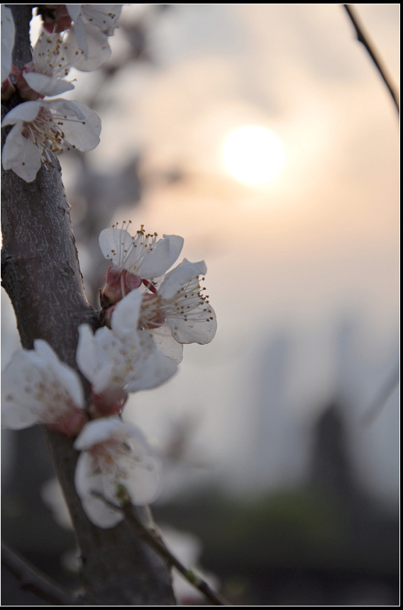 夕阳下桃花斗艳 摄影 夕阳学子