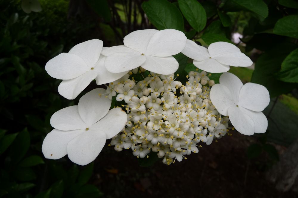 花 摄影 无心柳有心花