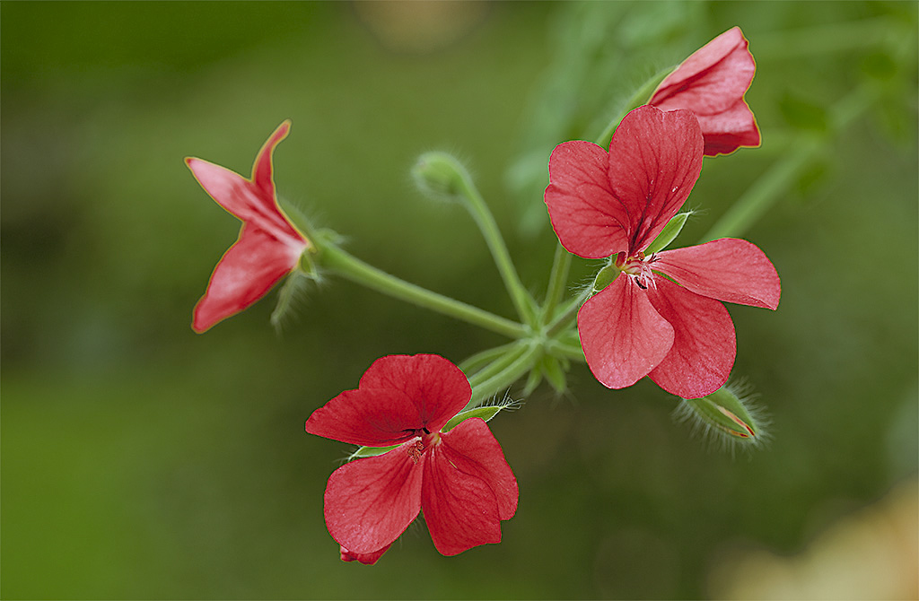 小花 摄影 s秋风m