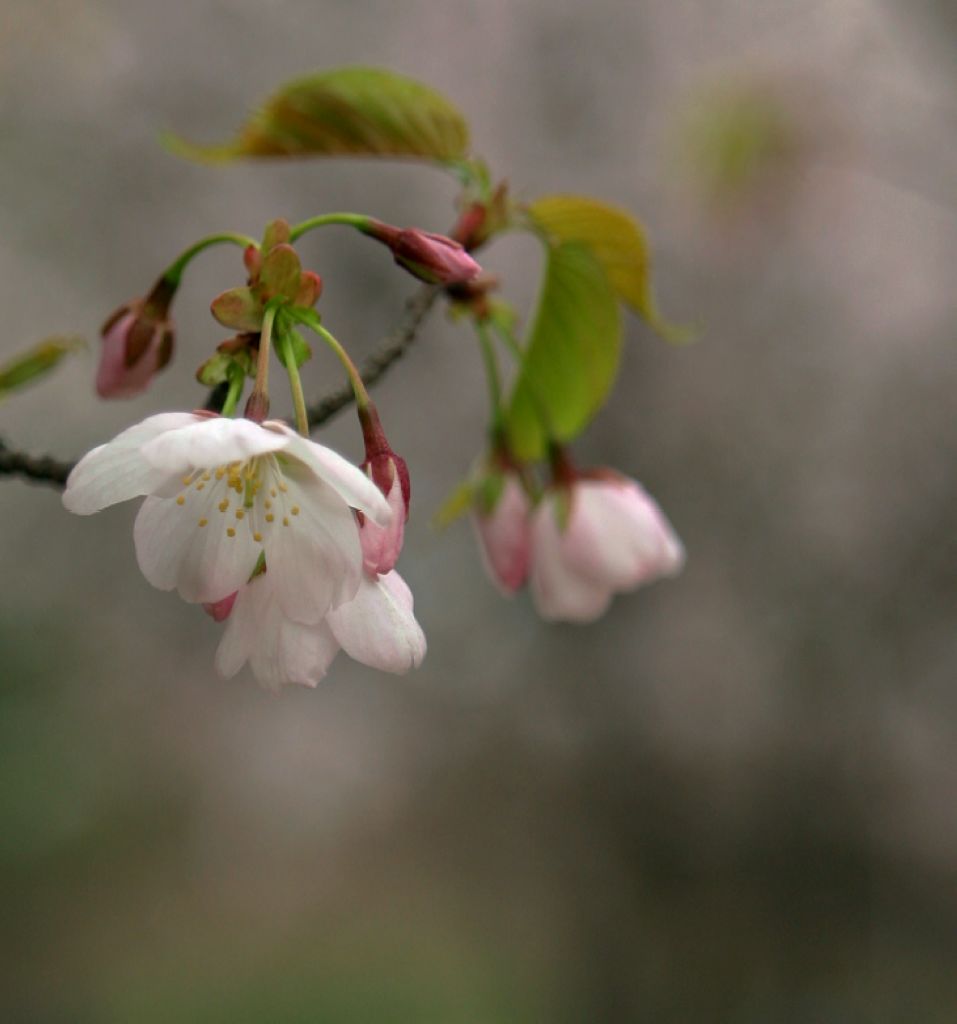 樱花 摄影 liluqiao