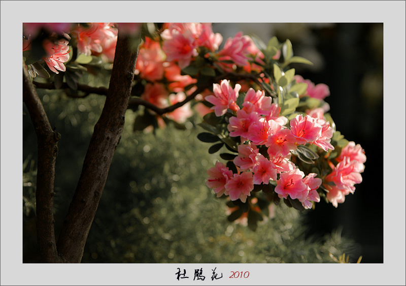 杜鹃花 摄影 春.夏.秋.冬.