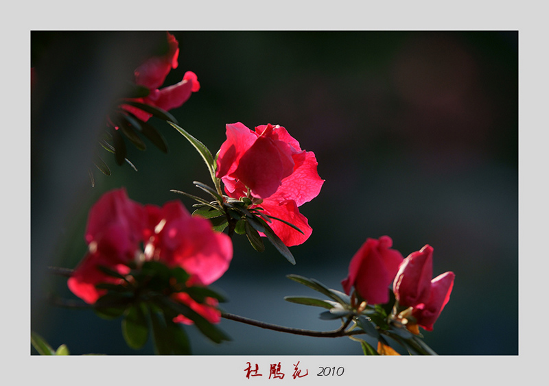 杜鹃花 摄影 春.夏.秋.冬.