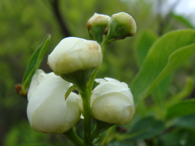 大别山花儿菜（将军菜） 摄影 黄海山