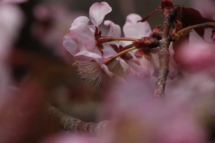 “雾”里看花 摄影 砖房