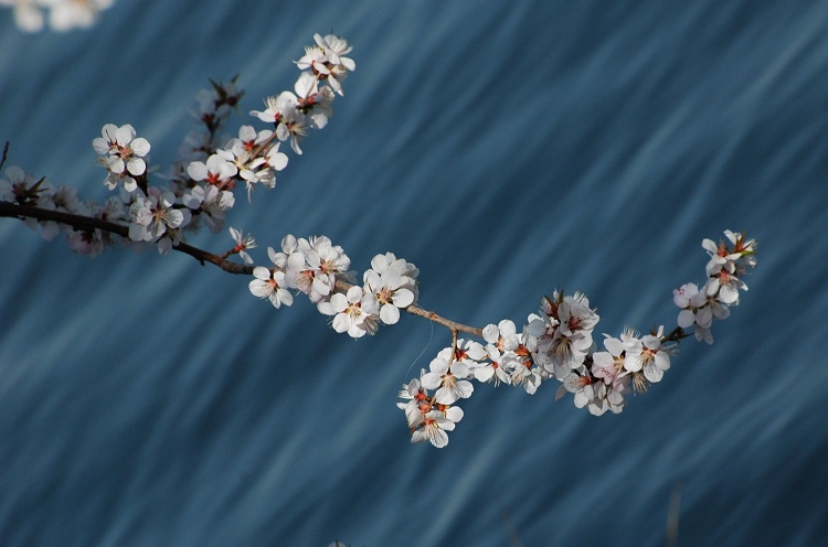 桃花照水爱晴柔 摄影 杏影笛音