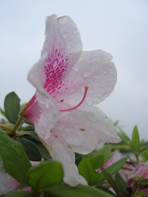 雨露滋润 摄影 ycm2833