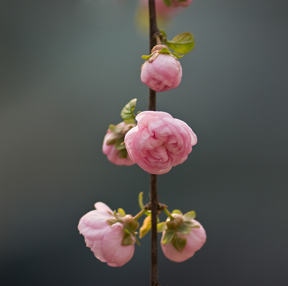 花 摄影 相逢是歌