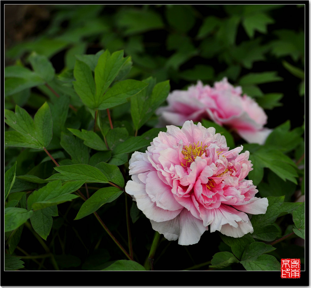 牡丹。花开 摄影 bushiweiyin