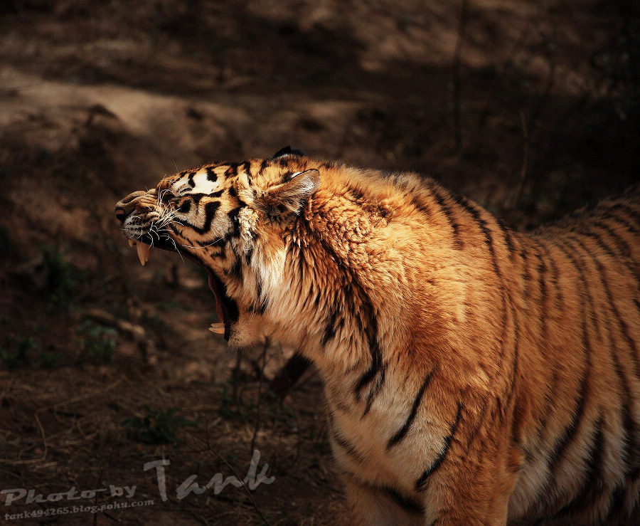 tiger 摄影 坦克1979